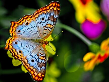 photo-1595967444215-4901e8436909